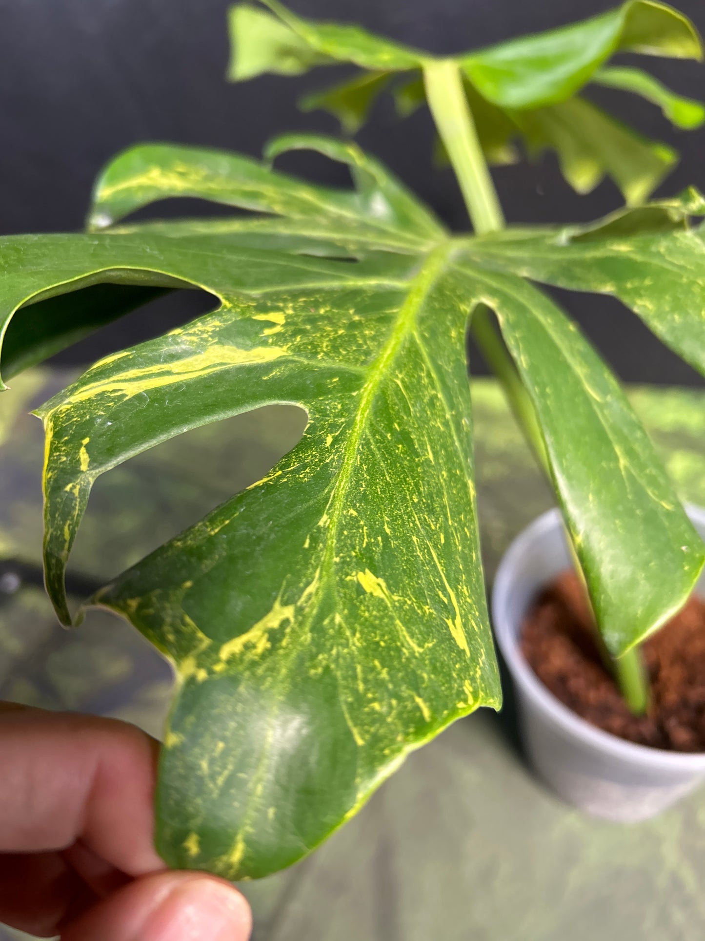 Monstera Deliciosa Thunderbolt