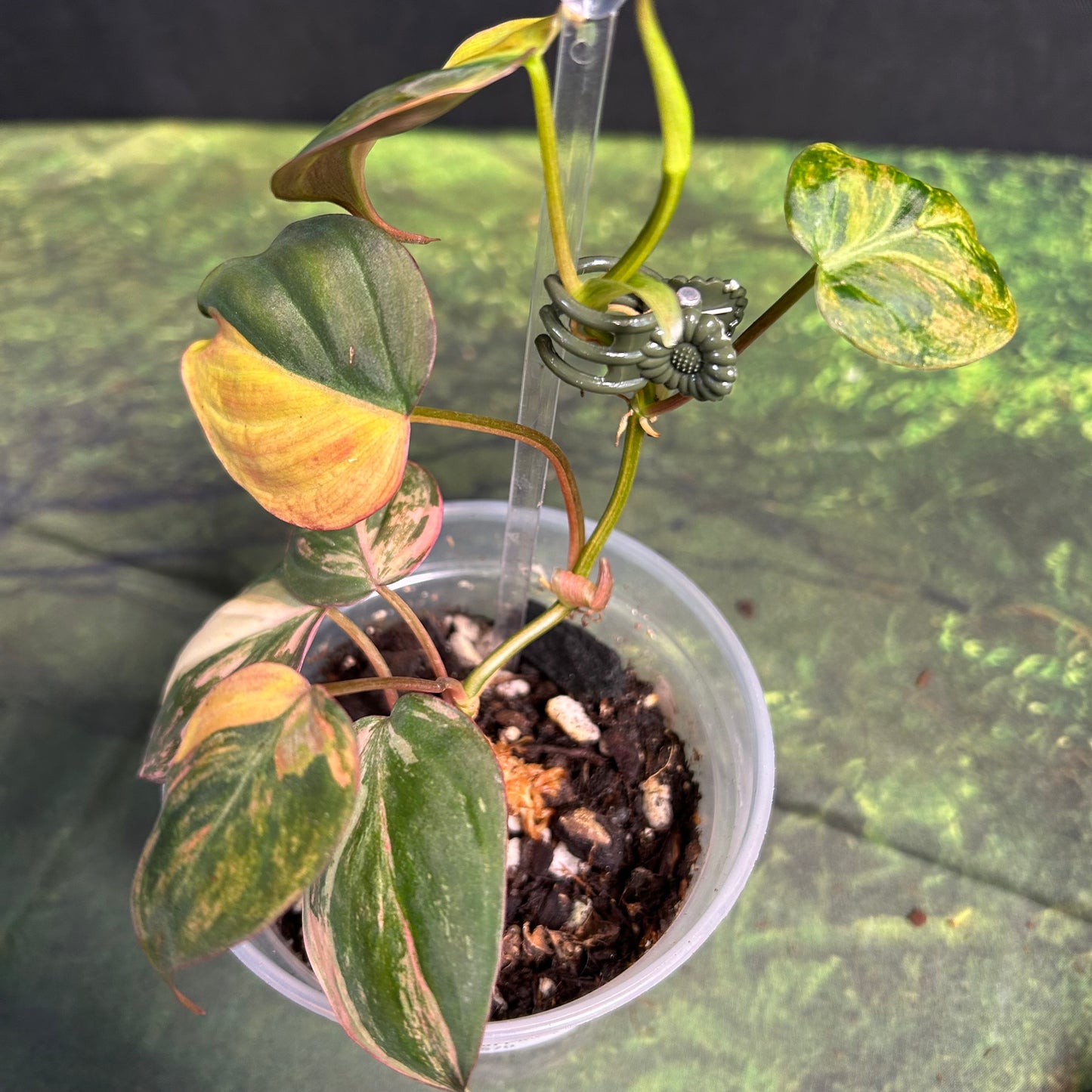 7-Leaf Variegated Philodendron Micans Ferrari
