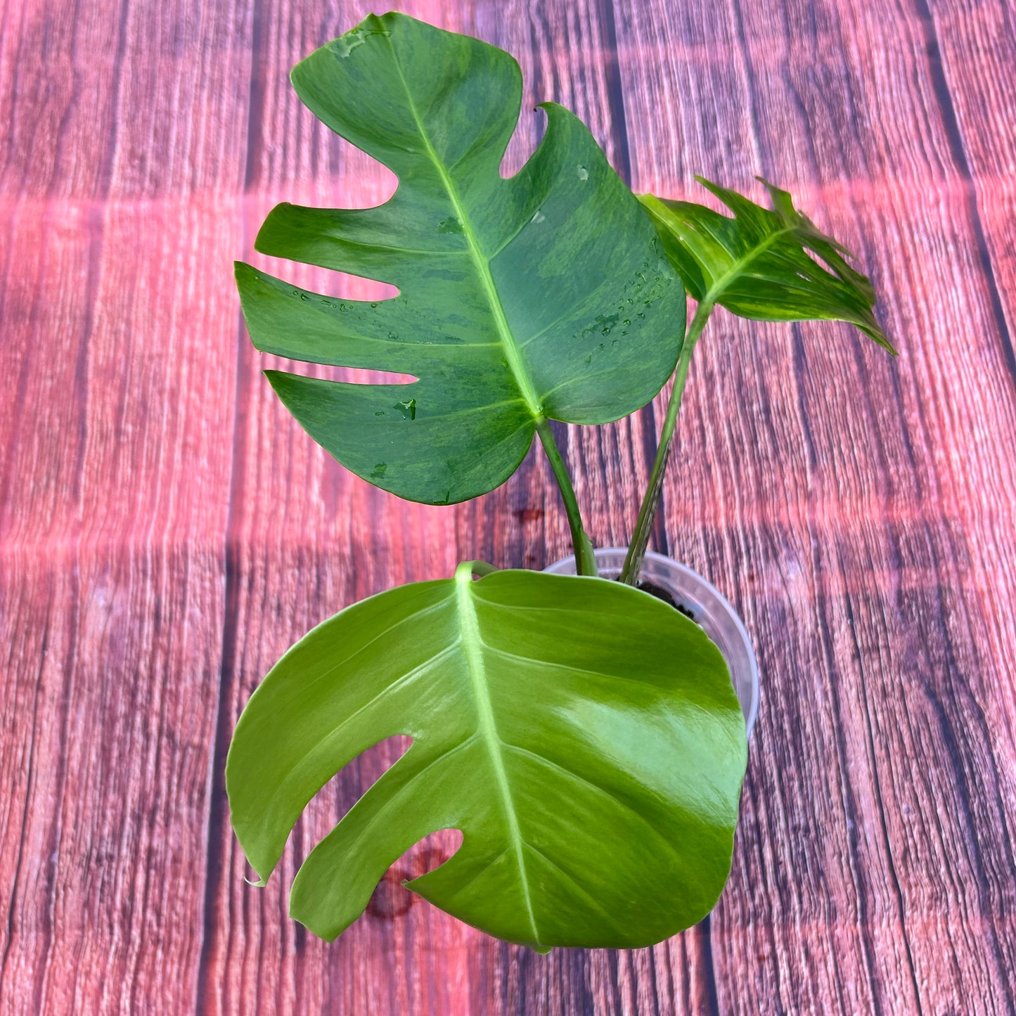 Monstera Green on Green Borsigiana