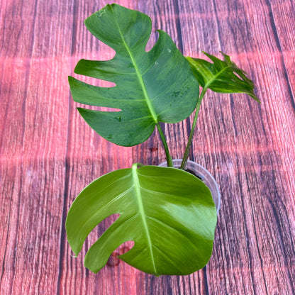 Monstera Green on Green Borsigiana