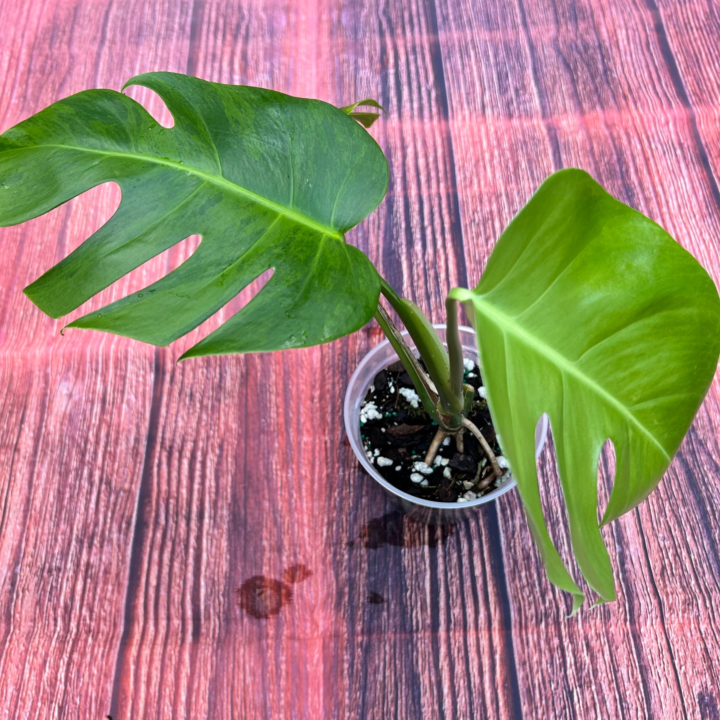 Monstera Green on Green Borsigiana