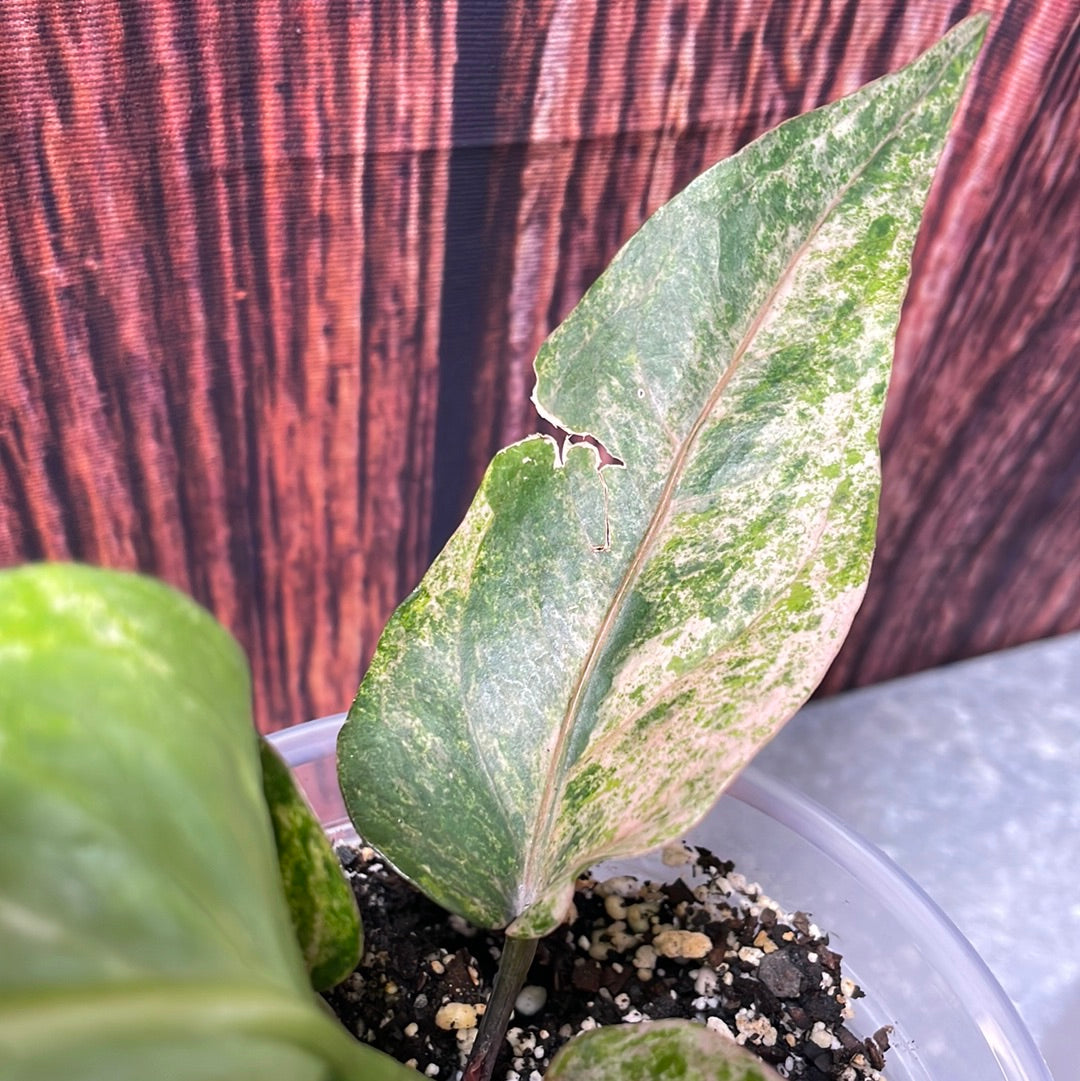 New!! Anthurium Renaissance Variegated