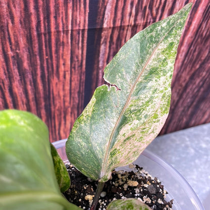 New!! Anthurium Renaissance Variegated