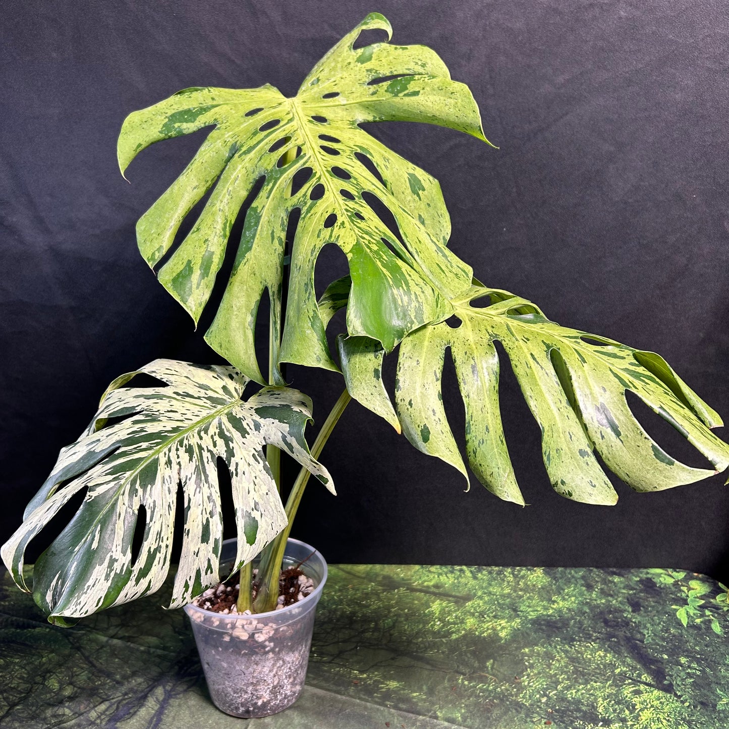 3-leaf Monstera Deliciosa Vietciosa
