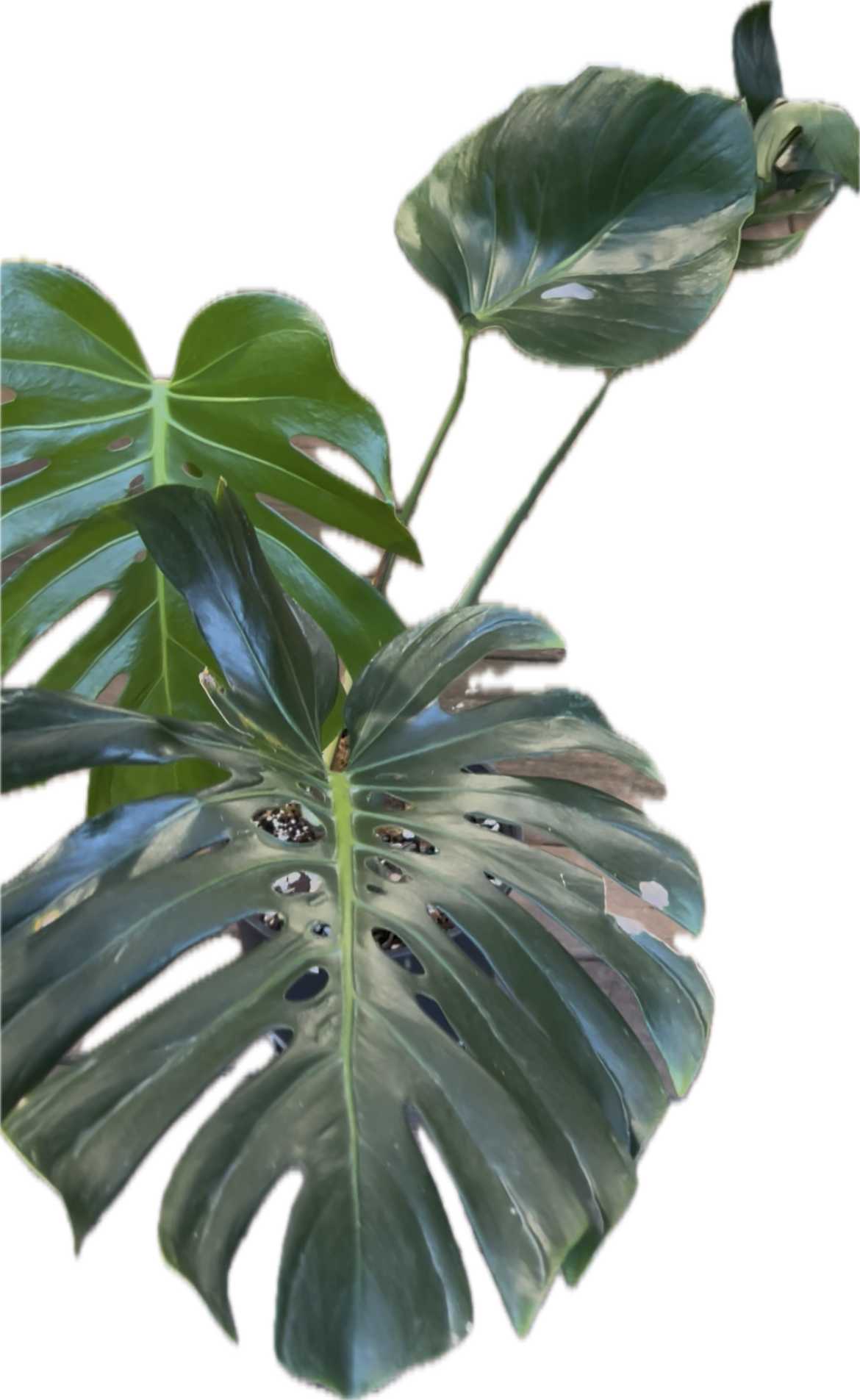 Monstera Tattoo