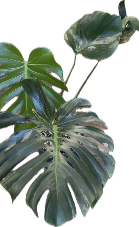 Monstera Tattoo