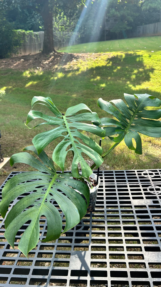Monstera Compacta
