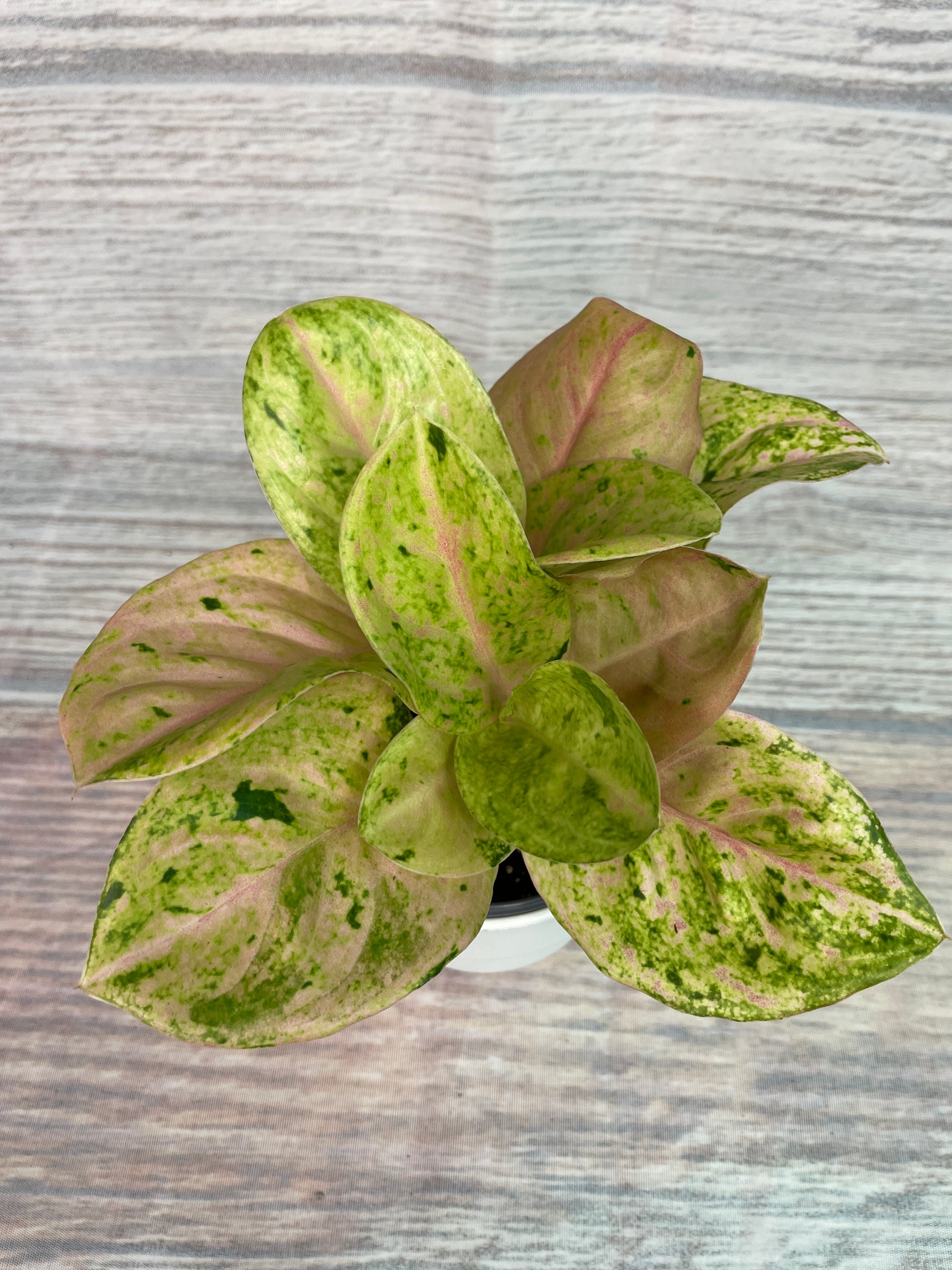 thailand aglaonema Aglaonema Anyamanee Gold Bracelet from Thailand – Plants by Victoria Crystal