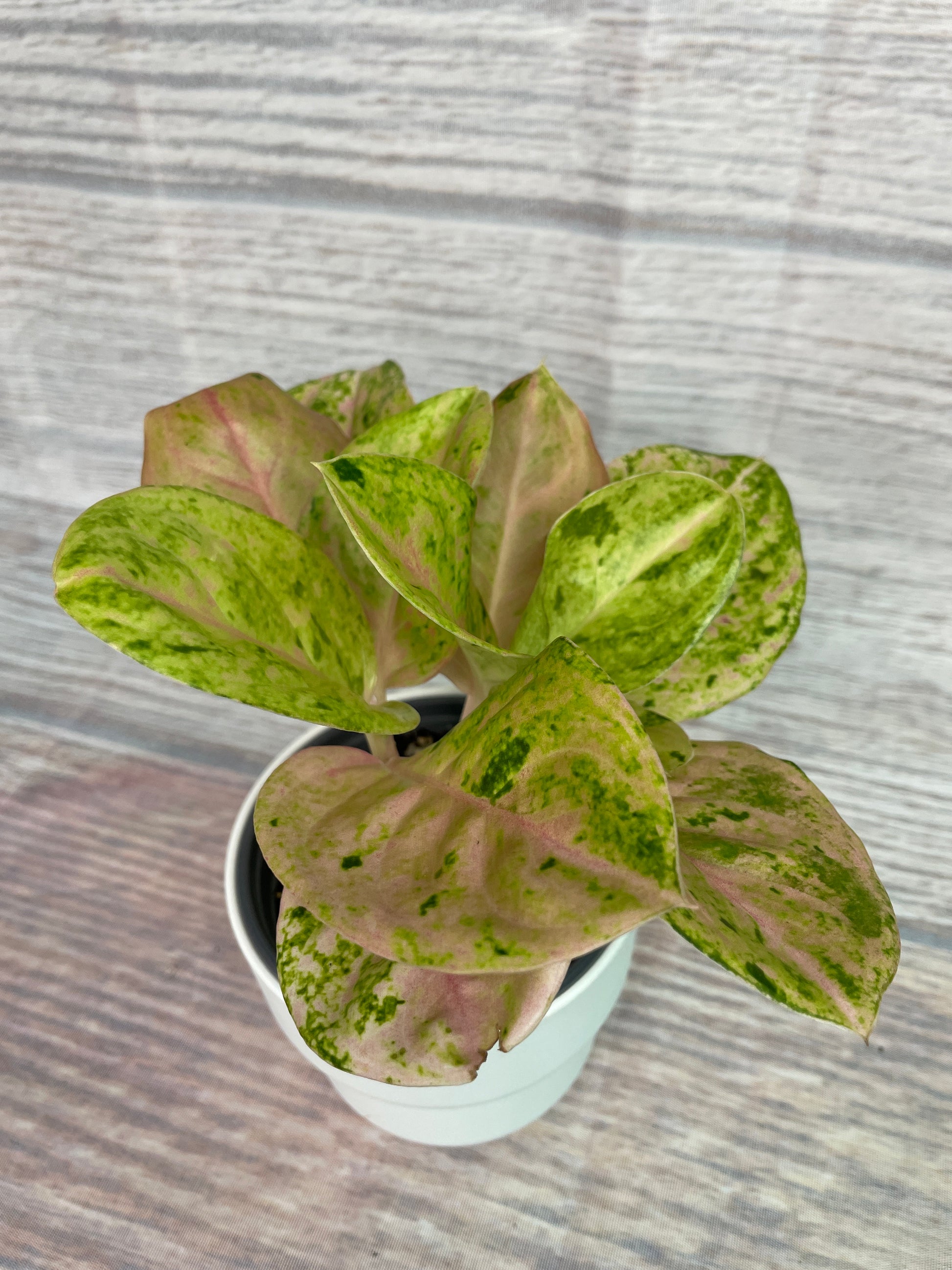 aglaonema tricolor anyamanee Aglaonema Anyamanee Gold Bracelet from Thailand – Plants by Victoria Crystal