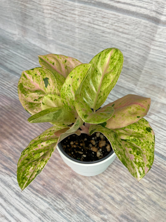 Aglaonema Anyamanee Gold Bracelet from Thailand
