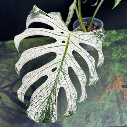 4-Leaf Monstera Devil Monster