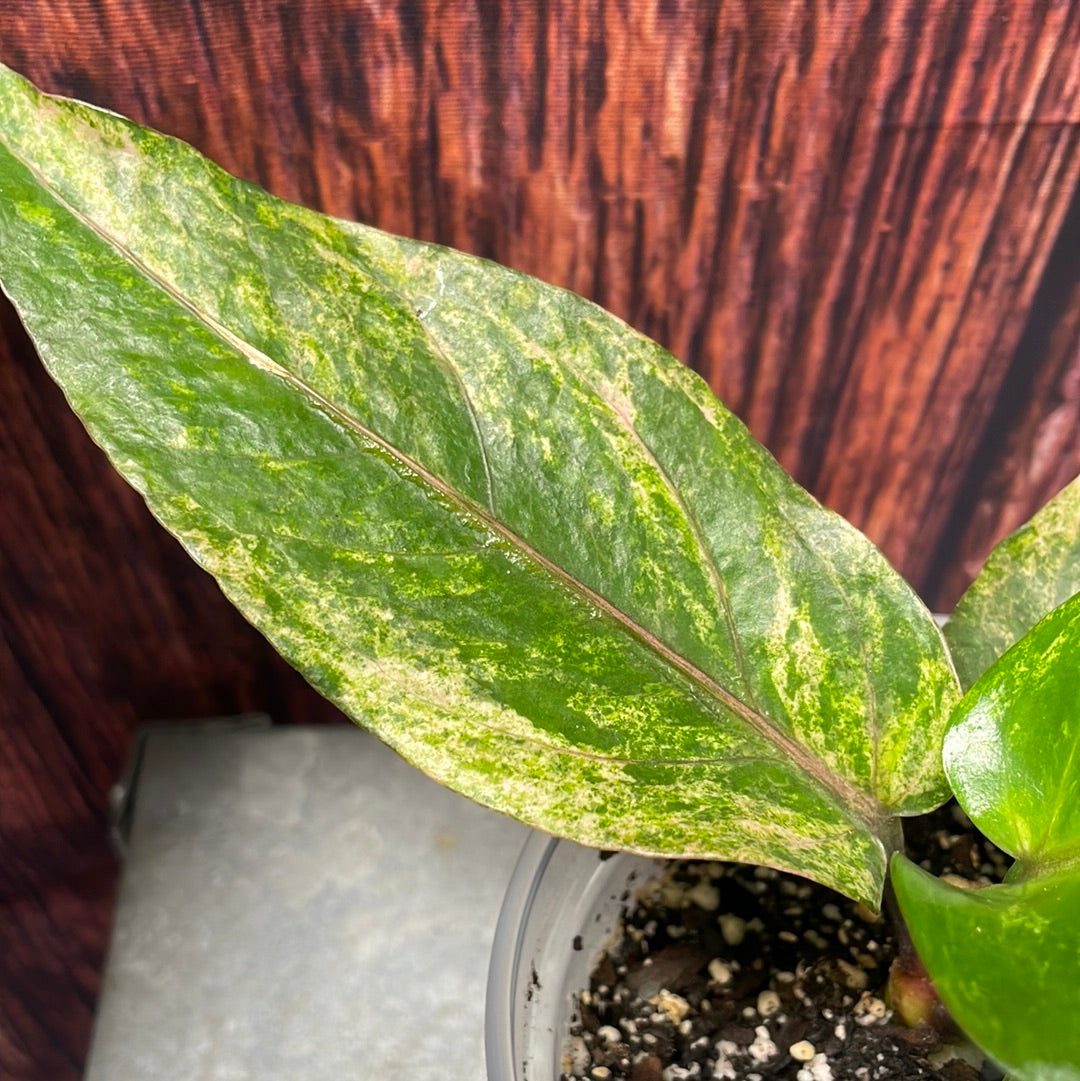 New!! Anthurium Renaissance Variegated
