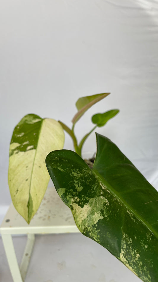 Variegated Philodendron Asian Whipple Way