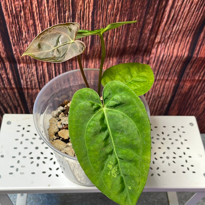 Anthurium papillilaminum #3