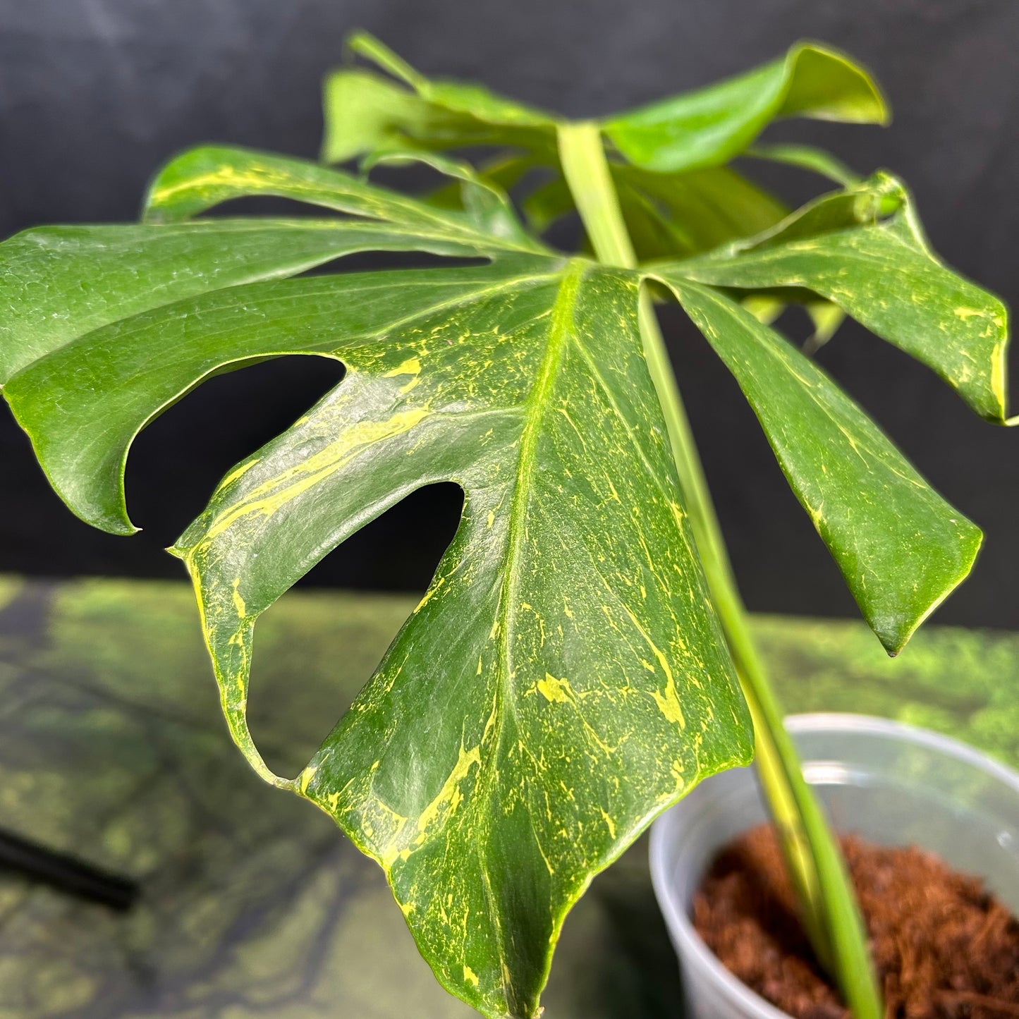 Monstera Deliciosa Thunderbolt