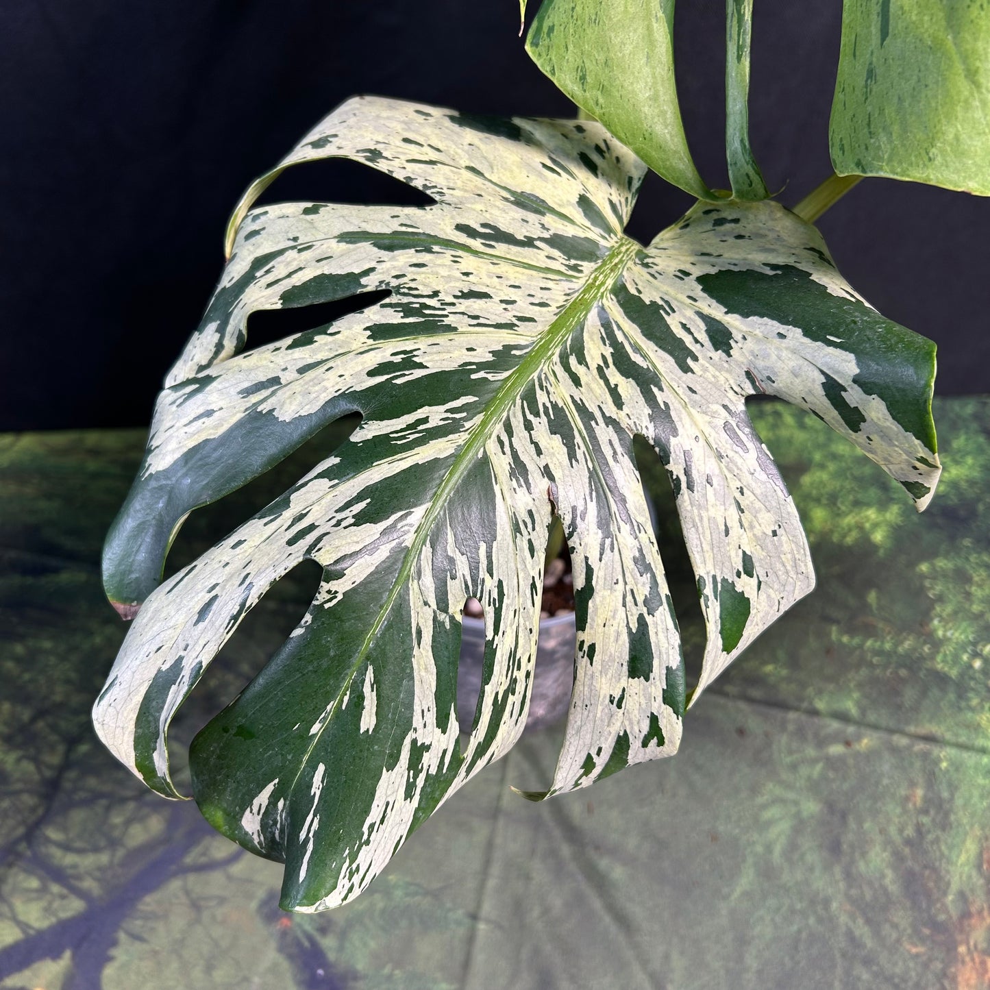 3-leaf Monstera Deliciosa Vietciosa