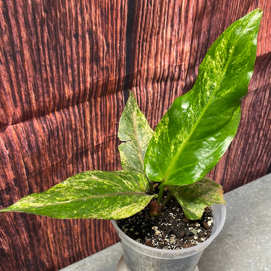 New!! Anthurium Renaissance Variegated