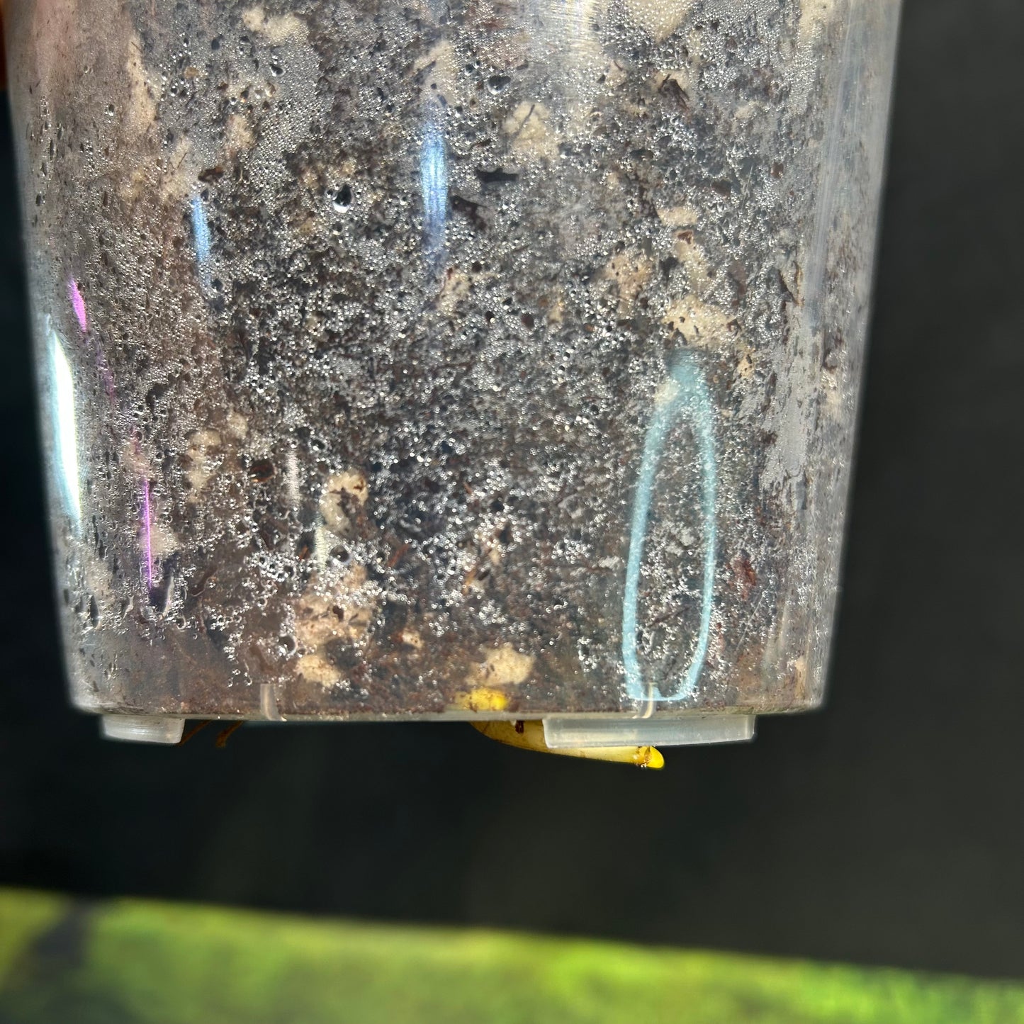 3-leaf Monstera Deliciosa Vietciosa