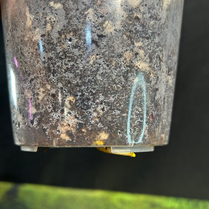 3-leaf Monstera Deliciosa Vietciosa