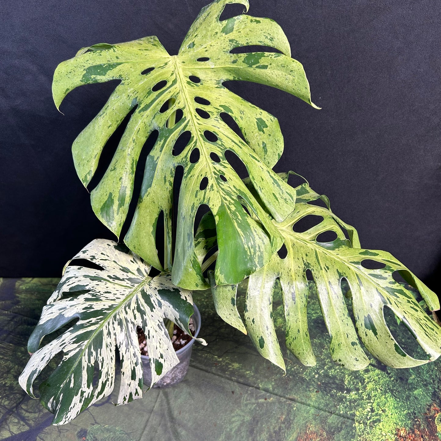 3-leaf Monstera Deliciosa Vietciosa
