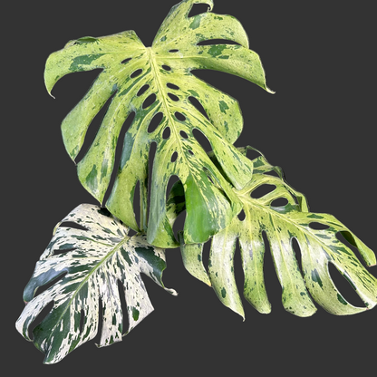 3-leaf Monstera Deliciosa Vietciosa