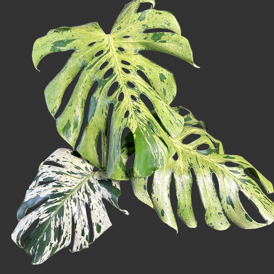 3-leaf Monstera Deliciosa Vietciosa