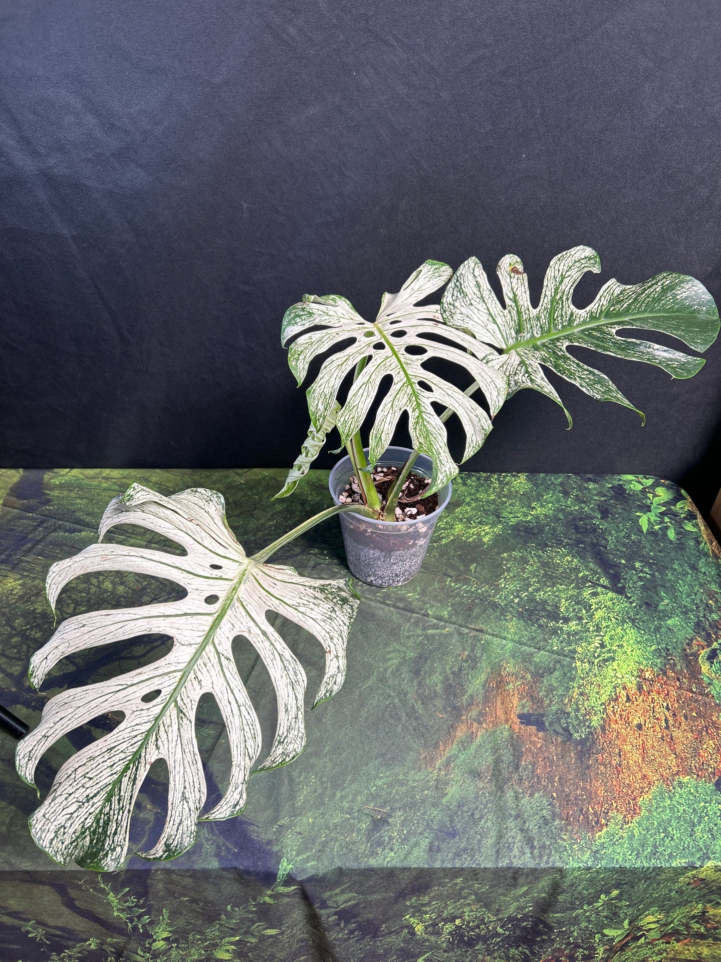 4-Leaf Monstera Devil Monster