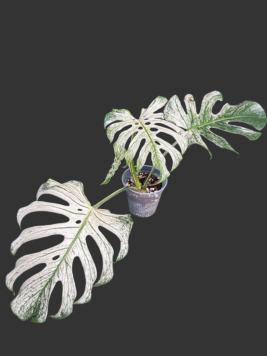 4-Leaf Monstera Devil Monster