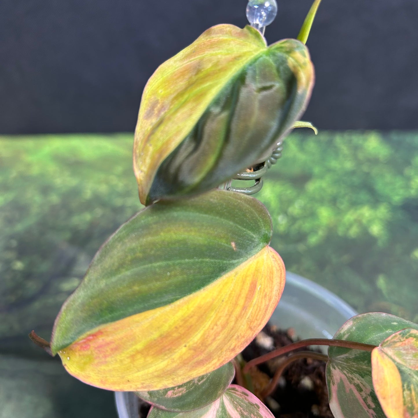 7-Leaf Variegated Philodendron Micans Ferrari