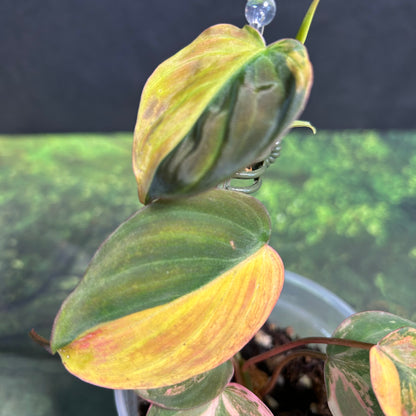 7-Leaf Variegated Philodendron Micans Ferrari