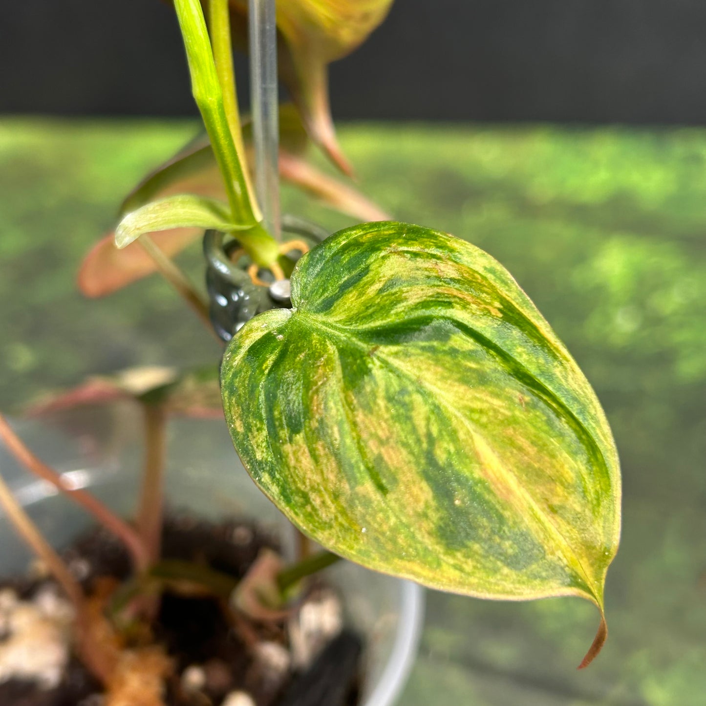 7-Leaf Variegated Philodendron Micans Ferrari