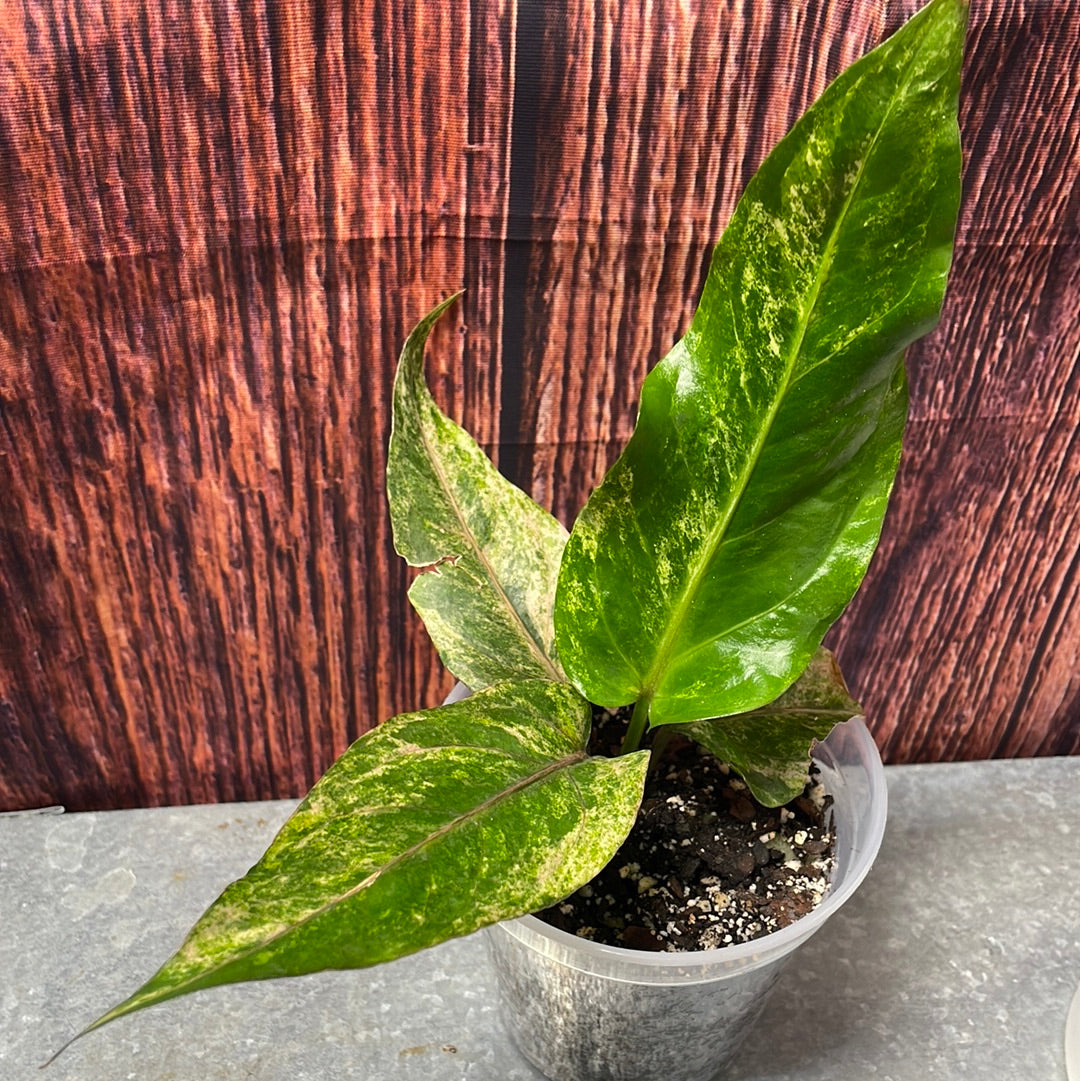 New!! Anthurium Renaissance Variegated