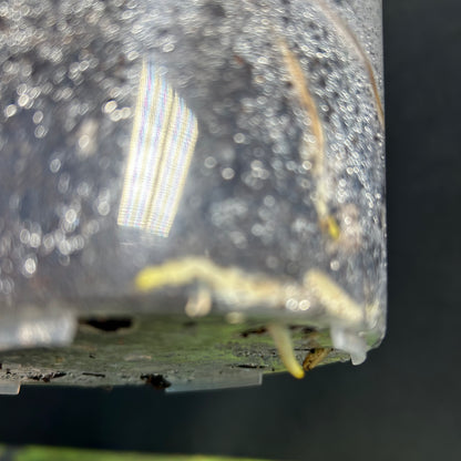 4-Leaf Monstera Devil Monster