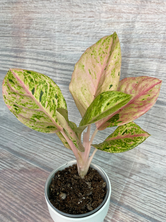 Aglaonema Anyamanee Gold Bracelet #2 (from Thailand)