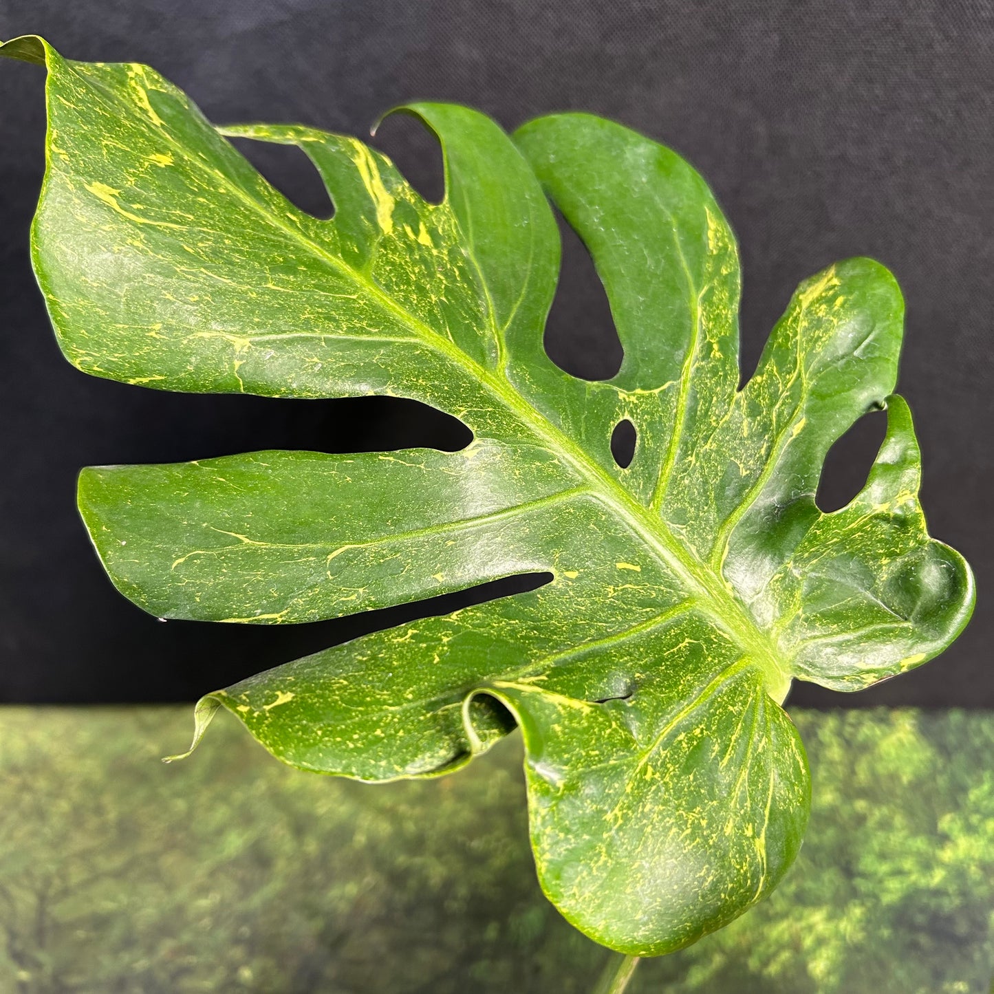 Monstera Deliciosa Thunderbolt