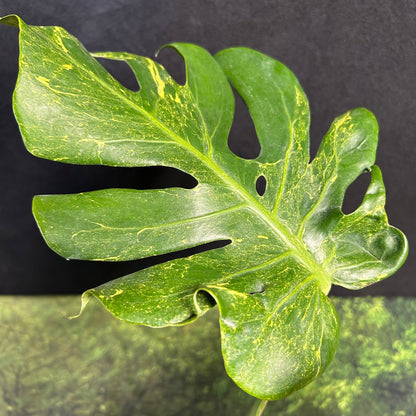 Monstera Deliciosa Thunderbolt