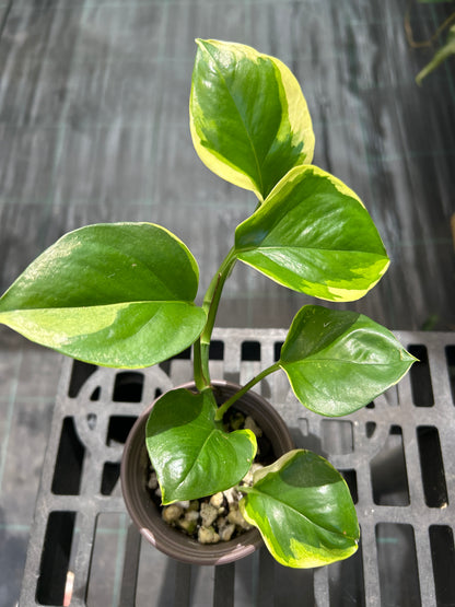 Epipremnum Manjula Poonsin