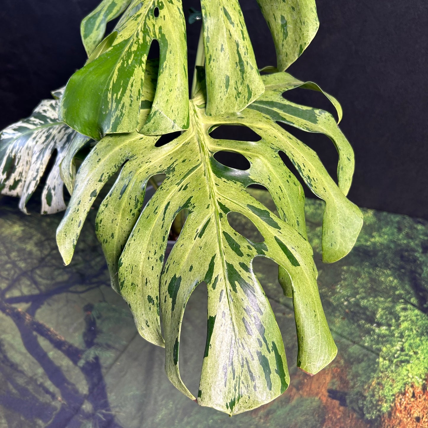 3-leaf Monstera Deliciosa Vietciosa