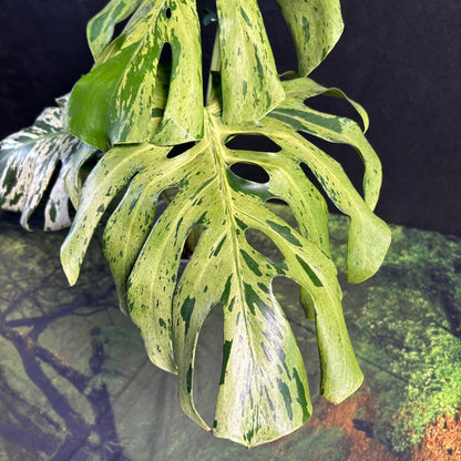 3-leaf Monstera Deliciosa Vietciosa