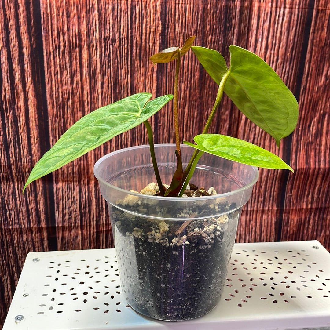 Anthurium papillilaminum #3