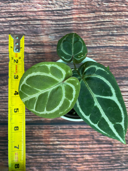 Anthurium Zara x Ace of Spades Dorayaki