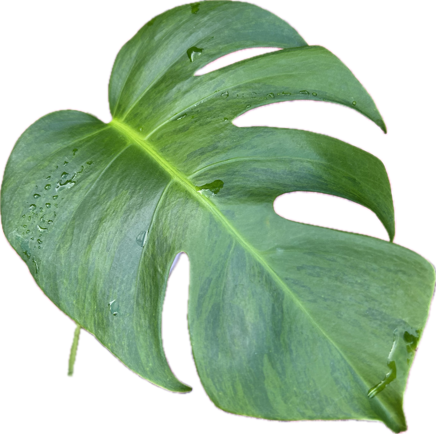 Monstera Green on Green Borsigiana