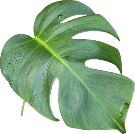 Monstera Green on Green Borsigiana