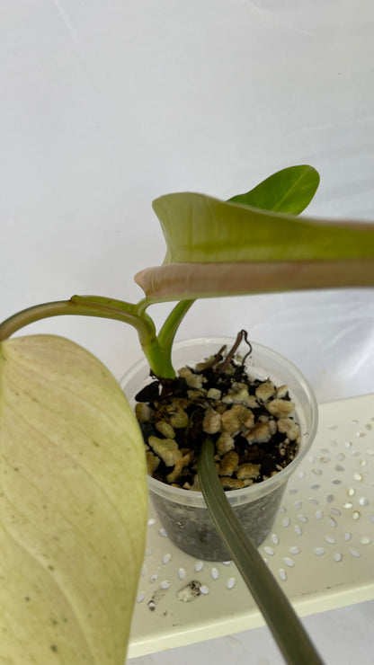 Variegated Philodendron Asian Whipple Way