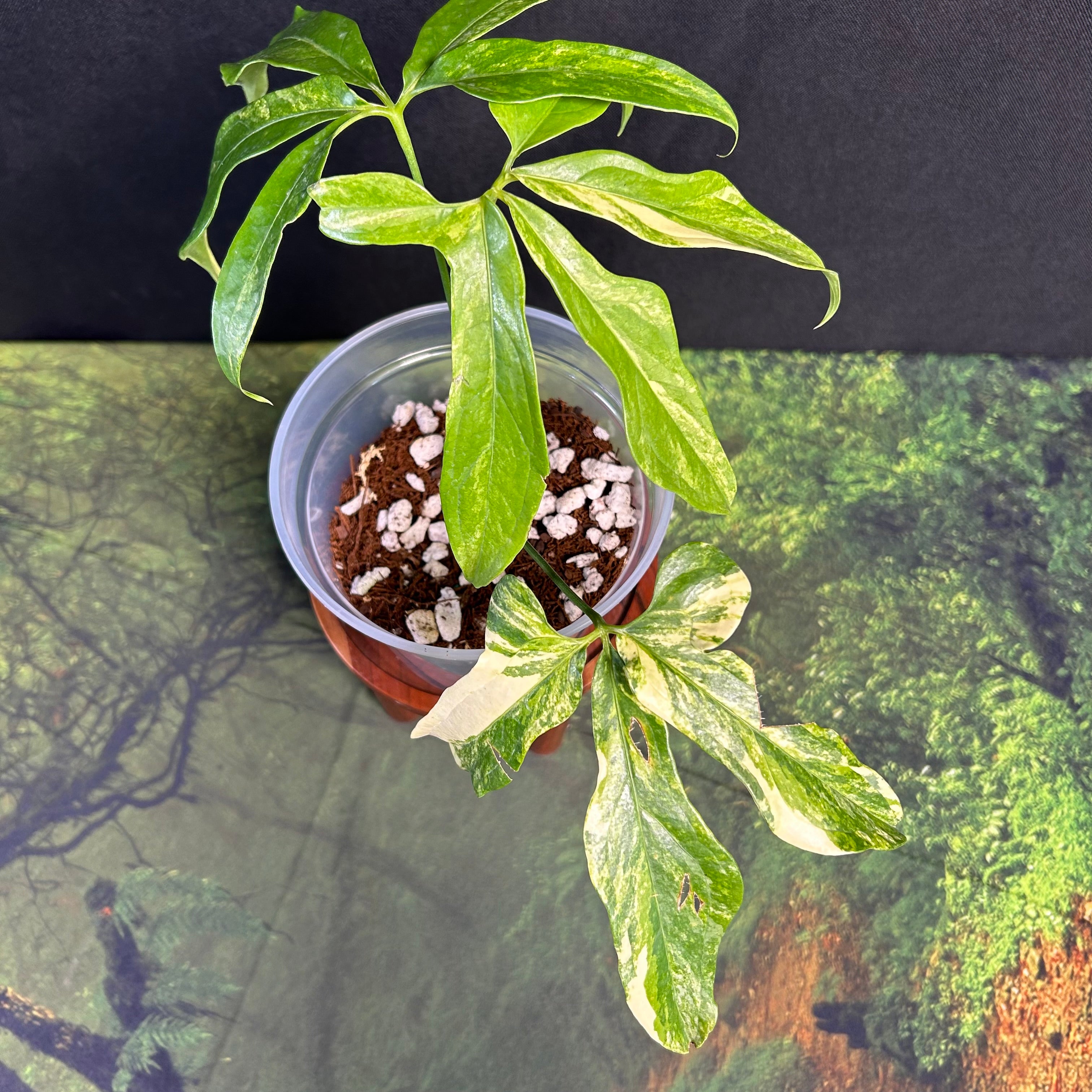 アンスリウム　スコーピオン Thailand 🤩Anthurium Scorpion Mint 🤩