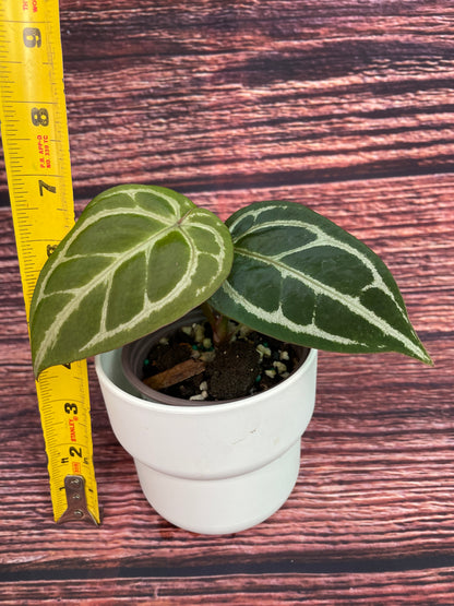 Anthurium Zara x Ace of Spades Dorayaki