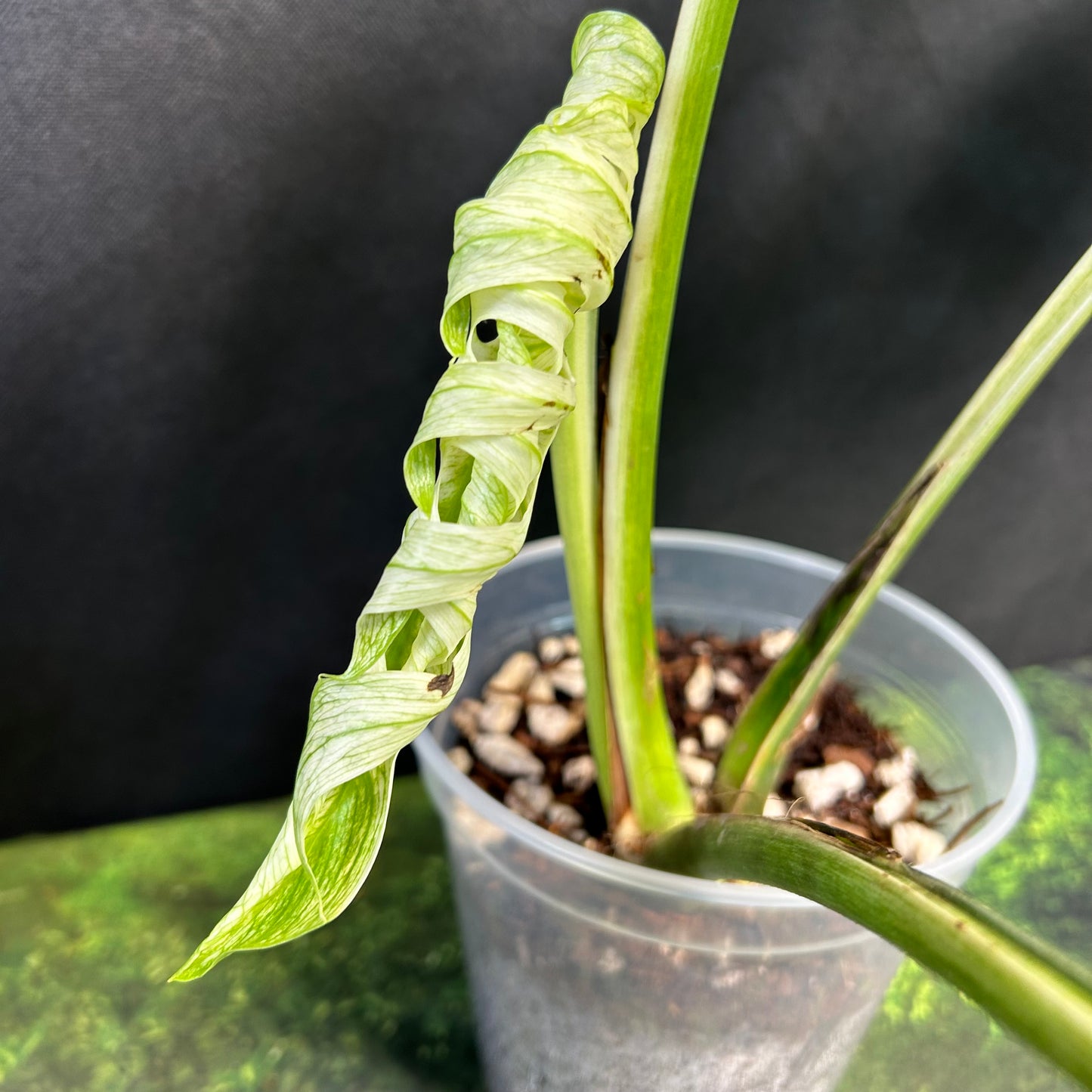 4-Leaf Monstera Devil Monster