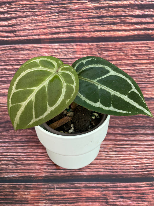 Anthurium Zara x Ace of Spades Dorayaki