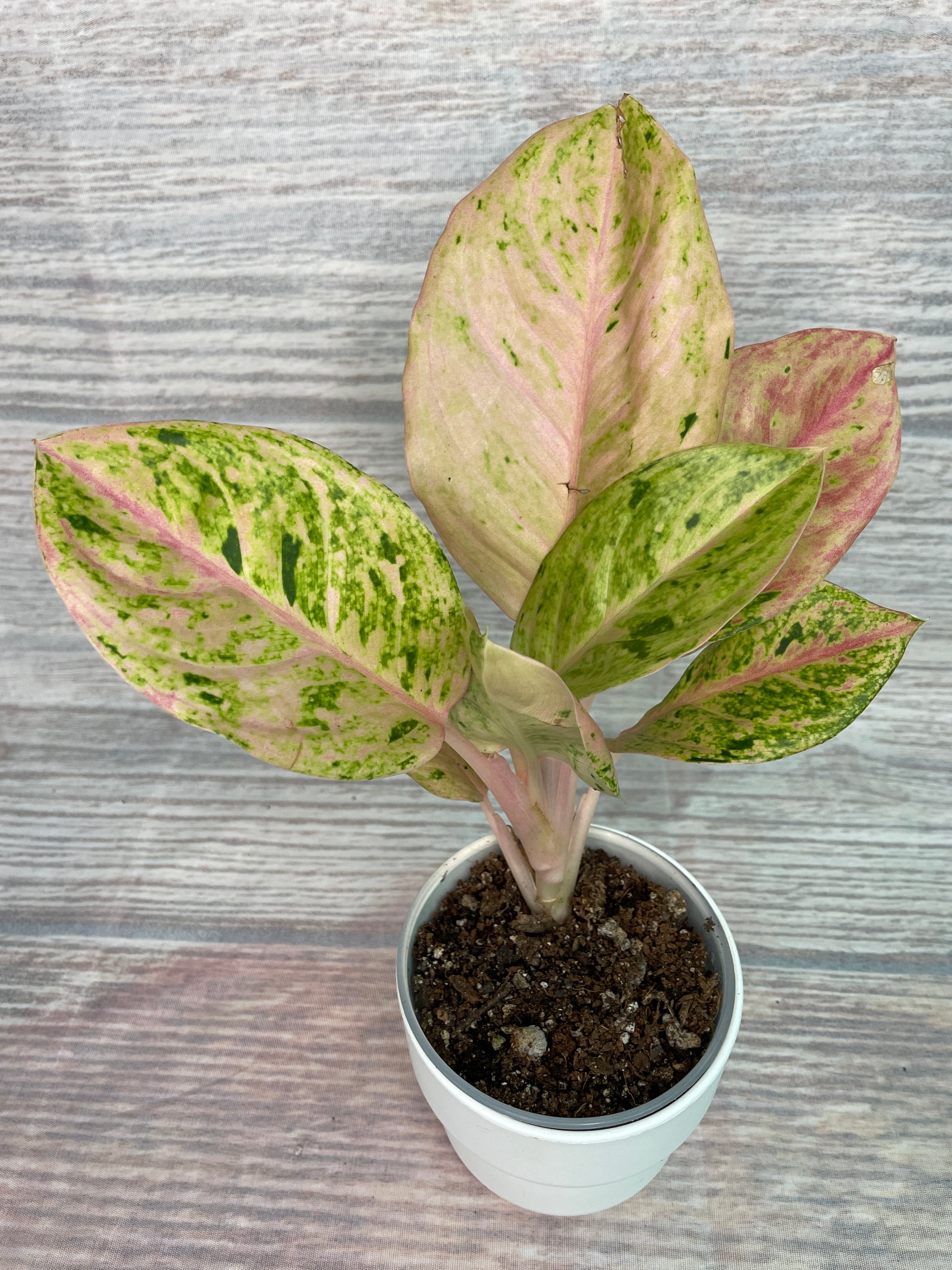 pink aglaonema anyamanee Aglaonema Anyamanee Gold Bracelet #2 (from Thailand) – Plants by Victoria Crystal