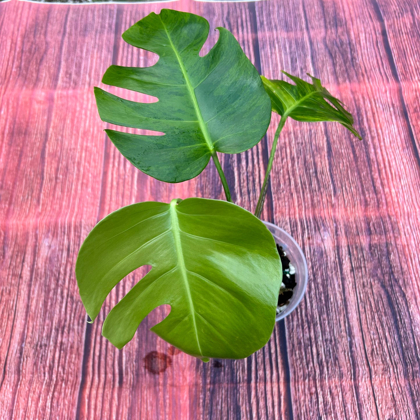 Monstera Green on Green Borsigiana